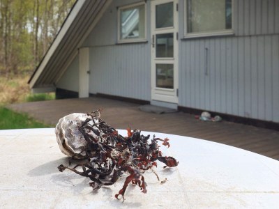 Holiday house 6 Personen Ferienhaus in Læsø-By Traum - Outdoor photo 15