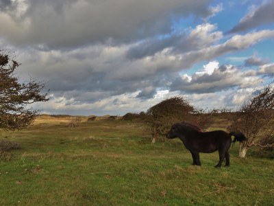 caravan Tiny House on wheels - Pipo Wagon - Environment photo 22