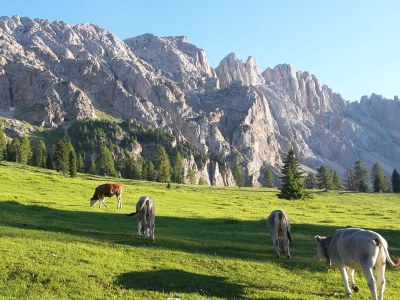 Holiday apartment Garni Plank - Environment photo 21