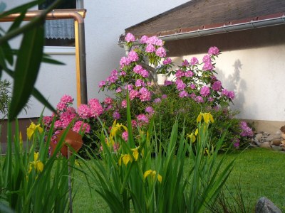 Holiday apartment Schwarzwaldliebe - Environment photo 33