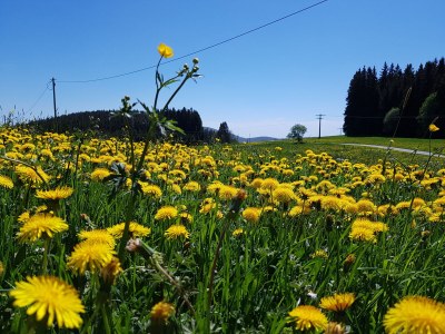 Holiday apartment Schwarzwaldliebe - Environment photo 34