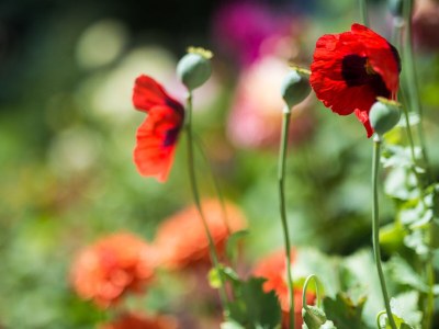 Holiday apartment Schwarzwaldliebe - Document photo 42