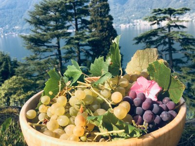 Apartment Lake Como: Villa Louisa Tivan - Outdoor photo 18