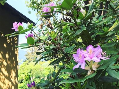 Apartment Lake Como: Villa Louisa Tivan - Outdoor photo 21