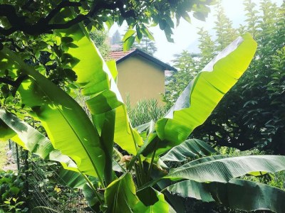 Apartment Lake Como: Villa Louisa Tivan - Outdoor photo 22