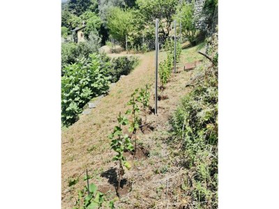 Apartment Lake Como: Villa Louisa Tivan - Outdoor photo 28