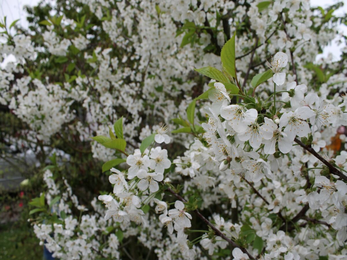 Holiday house Ferienhaus in Brusow mit überdachter Terrasse - Outdoor photo 2