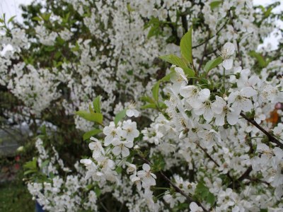 Holiday house Ferienhaus in Brusow mit überdachter Terrasse - Outdoor photo 2
