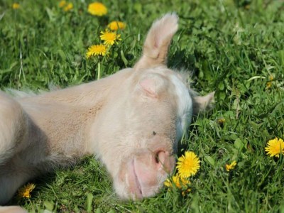 Holiday house Ferienhaus in Brusow mit überdachter Terrasse - Outdoor photo 38