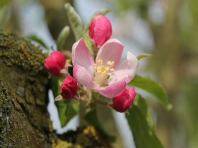 Apartment Geräumige Ferienwohnung mit Garten in Brusow - Outdoor photo 4