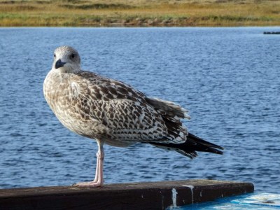 Holiday house 4 Personen Ferienhaus in Wendtorf - Outdoor photo 35