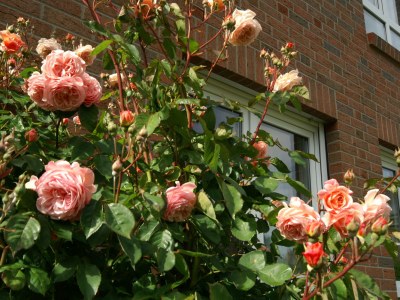 Holiday apartment Bochmann - Outdoor photo 4