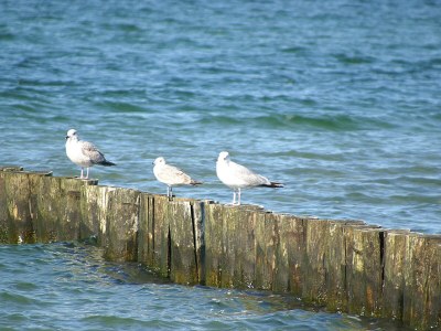 Holiday apartment Bochmann - Environment photo 20