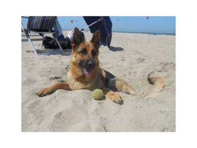 Holiday house Westduin - Environment photo 24