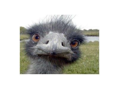 Holiday house Sterrekroos 9 - Environment photo 16