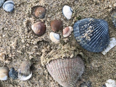 Holiday apartment Waterranonkel 12 - Environment photo 16