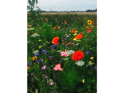 Holiday apartment Waterranonkel 12 - Environment photo 23