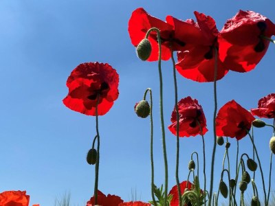 Apartment Duinhof IX E303 - Environment photo 22