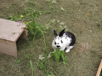 Holiday apartment In the house Bergfried - Outdoor photo 7