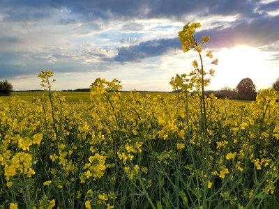 Cottage Landhaus Jakob - Environment photo 37