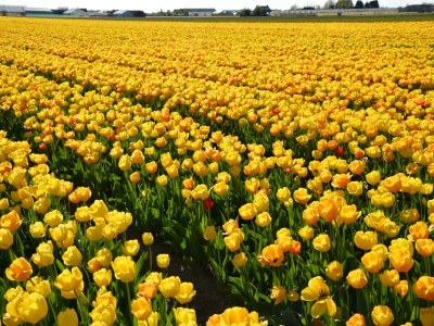 Bungalow Bungalow in Noordwijkerhout am See - Environment photo 19