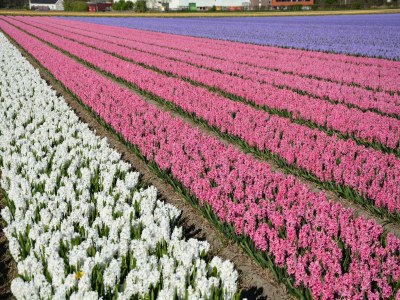 Bungalow Bungalow in Noordwijkerhout am See - Environment photo 22