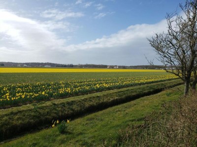 Bungalow Bungalow in Noordwijkerhout am See - Environment photo 29