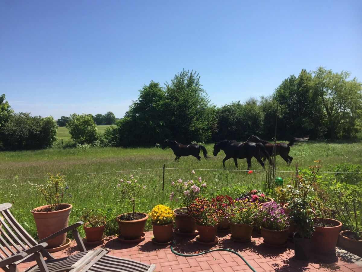 Apartment Wohnung in Semlow mit Garten und Terrasse - Outdoor photo 3