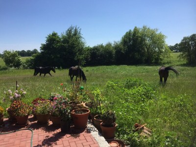 Apartment Wohnung in Semlow mit Garten und Terrasse - Outdoor photo 10