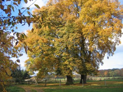 Apartment Wohnung in Semlow mit Garten und Terrasse - Outdoor photo 13