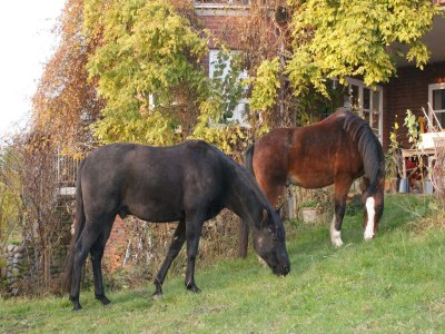 Apartment Wohnung in Semlow mit Garten und Terrasse - Outdoor photo 38