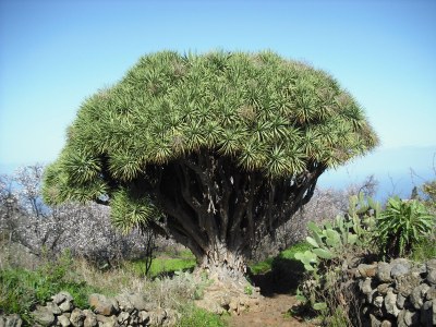 Holiday house Casa Brava - Environment photo 17