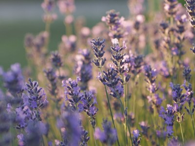 Holiday house The Fischerhaus on lake Malkwitzer See - Outdoor photo 9