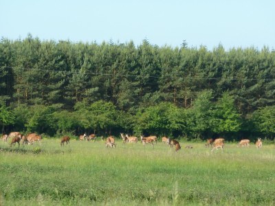 Holiday house The Fischerhaus on lake Malkwitzer See - Environment photo 27