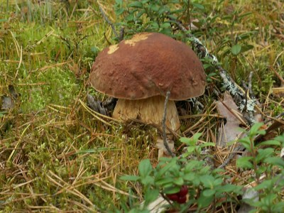 Holiday house The Fischerhaus on lake Malkwitzer See - Environment photo 30