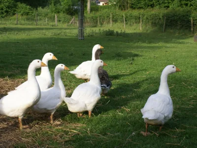 Holiday house La Ferme du Manoir - Environment photo 17