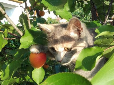 Holiday apartment Schrenteweinhof 1 - Outdoor photo 8