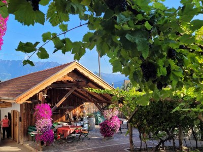 Holiday apartment Schrenteweinhof 3 - Outdoor photo 10