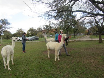 Holiday apartment Metzger - Environment photo 40