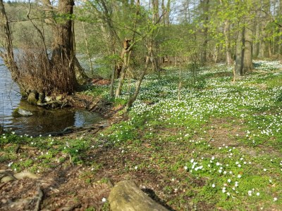 Holiday house Witkowski - Environment photo 26