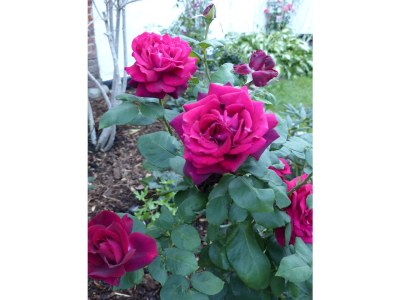 Holiday house Alter Krämerladen - Outdoor photo 7