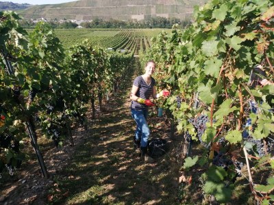 Holiday apartment 'Held' in a guesthouse amidst the vineyards - Outdoor photo 11