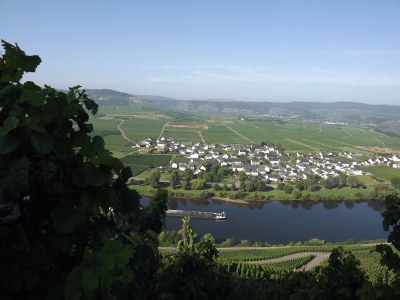 Holiday apartment 'Held' in a guesthouse amidst the vineyards - Environment photo 28