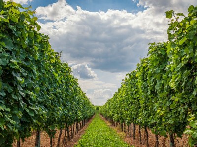 Holiday apartment 'Held' in a guesthouse amidst the vineyards - Environment photo 34