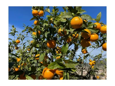 Holiday house Ca´n Moscatell - Outdoor photo 7