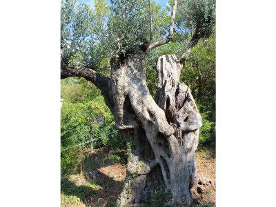 Holiday house Ca´n Moscatell - Environment photo 25