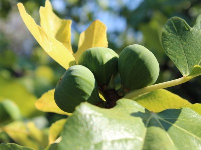 Holiday house Ca´n Moscatell - Environment photo 27