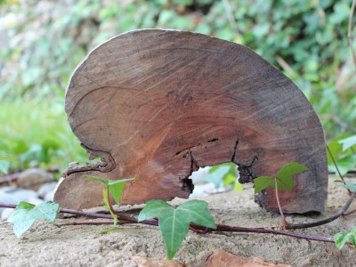 Holiday house Ca´n Moscatell - Environment photo 29