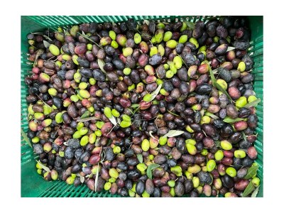 Holiday house Ca´n Moscatell - Environment photo 30