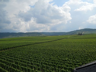 Holiday apartment "Riesling" - Outdoor photo 11